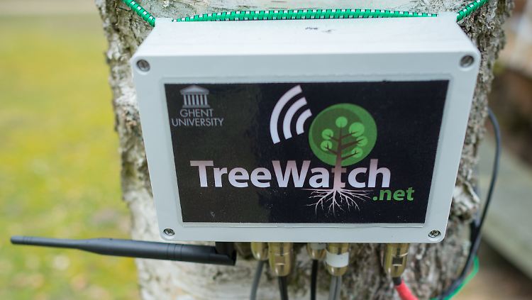 Voll verkabelt: Als bundesweit erster Baum twittert eine Birke aus der brandenburgischen Schorfheide über seinen Gesundheitszustand.