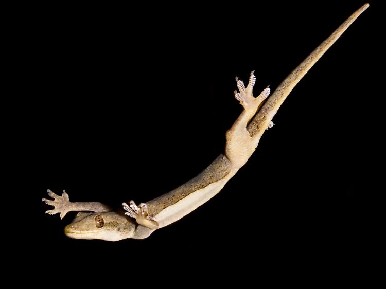 Mehrere Millionen feine Härchen sorgen dafür, dass die Geckos hängenbleiben.