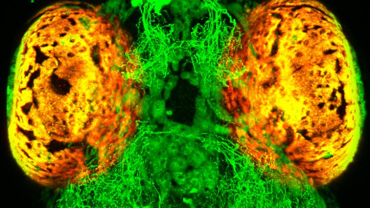 Die Studie zeigt, dass serotonerge Nervenzellen (grün) beeinflussen, wie das Zebrafischgehirn Objekte wahrnimmt. (Augen der Fischlarven: orange.)