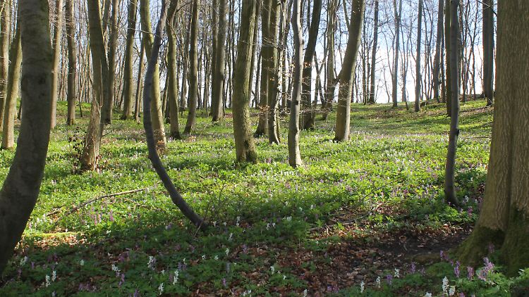 Ob für Einsteiger oder Ambitionierte: Im Sauerland gibt es Wanderwege für jeden Typen.