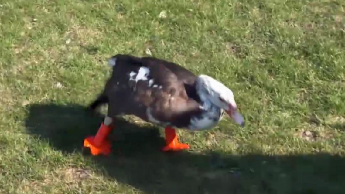 3D-Drucker_Ente-Fuesse.jpg