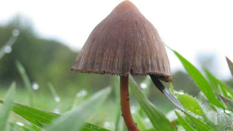 Insgesamt gibt es 186 verschiedene Arten von psychoaktiv wirkenden Pilzen. 