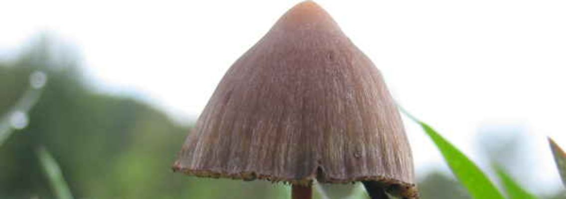 Psilocybe.mexicana.jpg