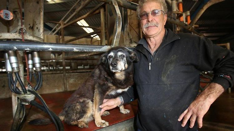 Auf dem Hof des Milchbauern James McLaren war Maggie bis zuletzt wachsam unterwegs.