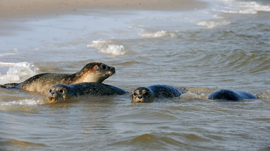 Bereits seit den 70er Jahren kooperieren Dänemark, Deutschland und die Niederlande beim Schutz des Wattenmeers. (Seehunde auf der ostfriesischen Insel Juist)