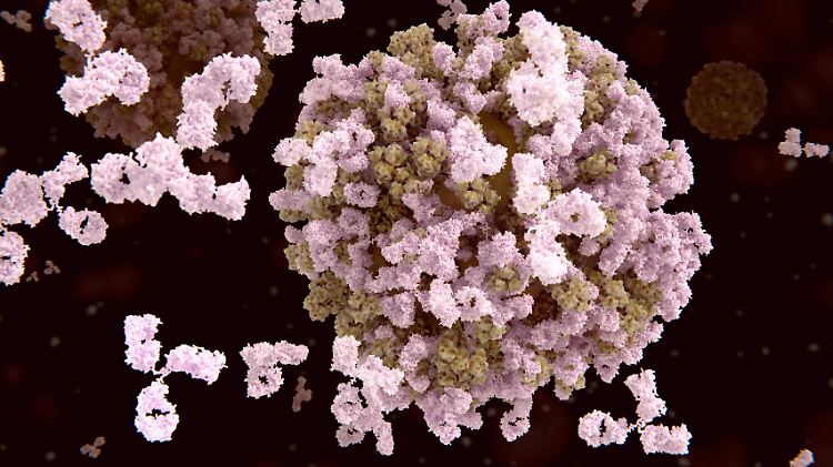 Ein Grippe-Virus wird von Antikörpern attackiert.
