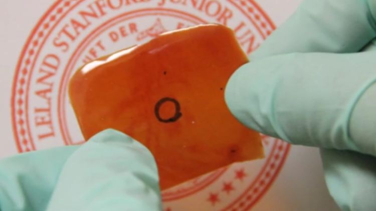 Nachdem es beschädigt wurde, wächst das Material mit dem Namen Fe-Hpdca-PDMS wieder zusammen.