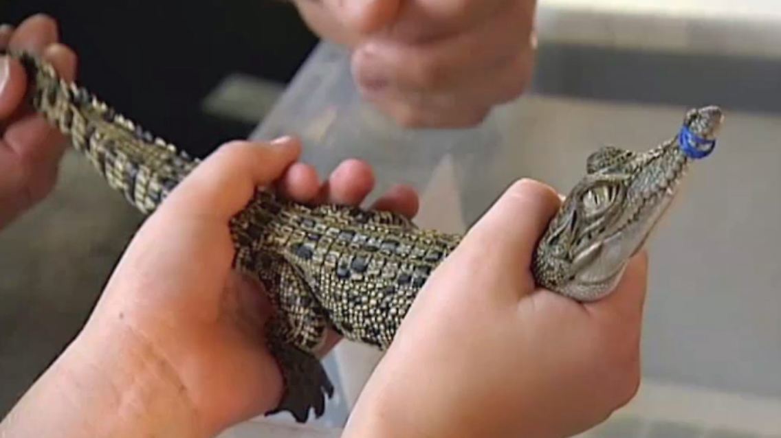 Krokodil_Haustier.jpg
