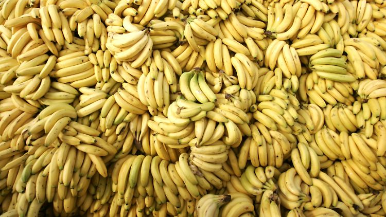 Die Panama-Krankheit könnte große Teile der globalen Bananenproduktion vernichten.