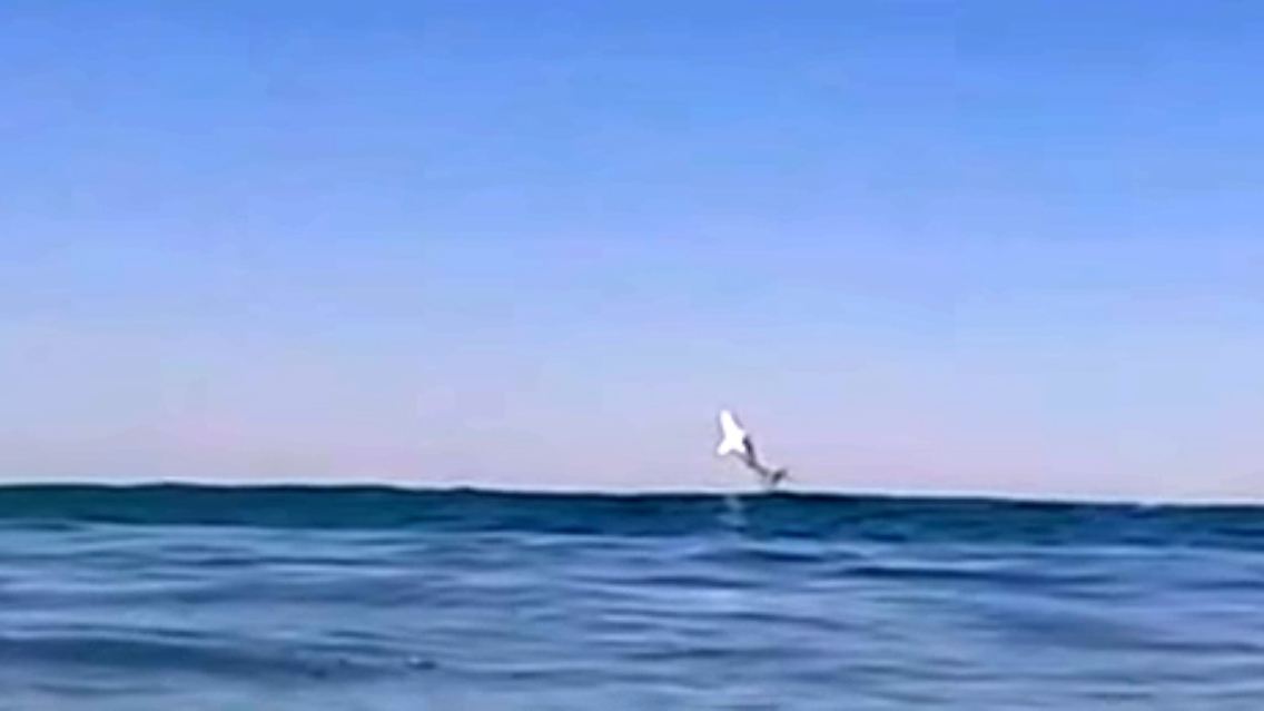 Hai-Surfer.jpg