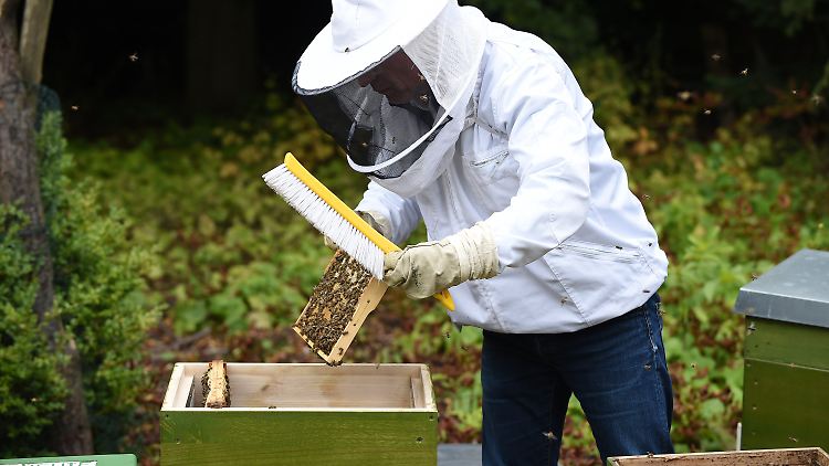 Dieter Schimanski verpackt in seinem Garten in Bremen eine Bienenwabe in eine Transportbox. Der Bremer bietet Miet-Bienen an.