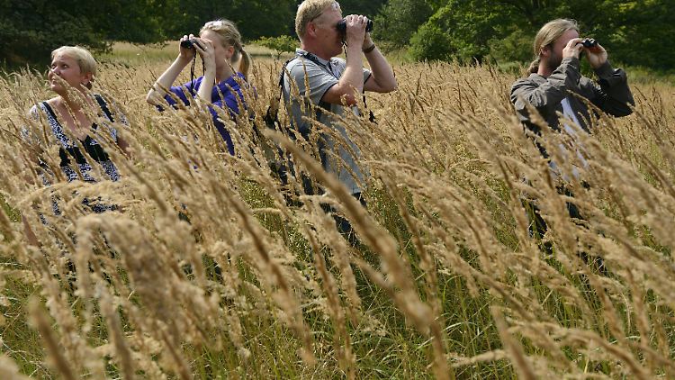 Vogelbeobachtungen in der Natur.