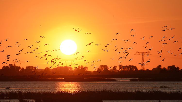 Malerischer Sonnenuntergang am Stettiner Haff vorm Anklamer Stadtbruch.