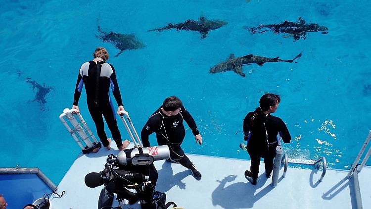 Haitauchen als Adrenalinkick - das wünschen sich manche Urlauber. 