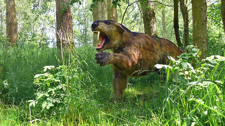 Frühmenschen waren vor 500.000 Jahren nicht die einzigen gefährlichen Jäger.
