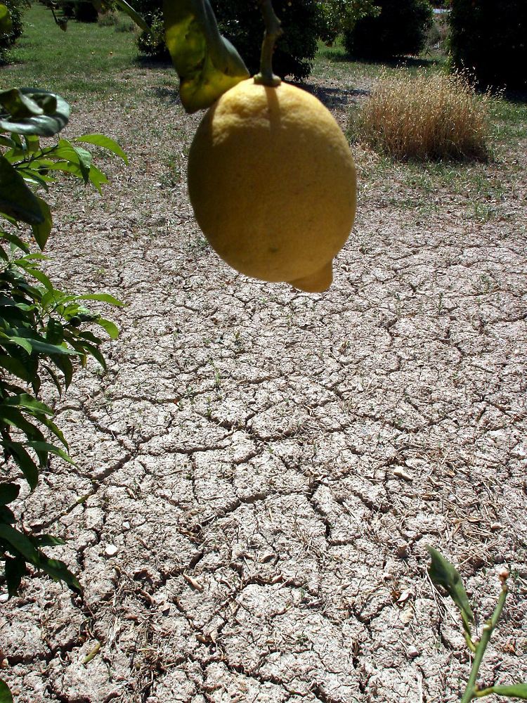 Schon 2008 litt Spanien unter der schlimmsten Dürre seit Jahrzehnten.