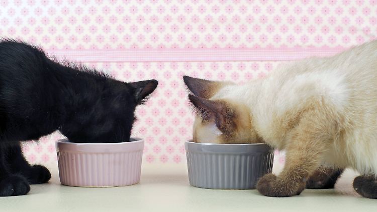 Ein gutes Katzenfutter braucht genug Eiweiß, Fettsäuren, Vitamine und Mineralstoffe.