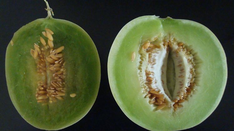 Links eine herkömmliche Honigmelone, rechts eine genetisch veränderte. Die Forscher erhielten den Mexikanischen Preis für Lebensmitteltechnik.