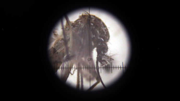 Vor allem Aedes aegypti Mücken verbreiten das Virus. Sie sind im Gegensatz zu anderen Arten auch tagsüber aktiv. 