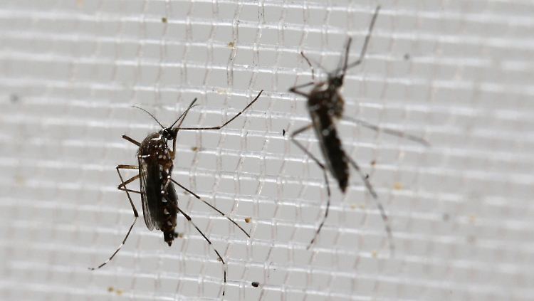 Das Zika-Virus wird unter anderem von der Ägyptischen Tigermücke übertragen.