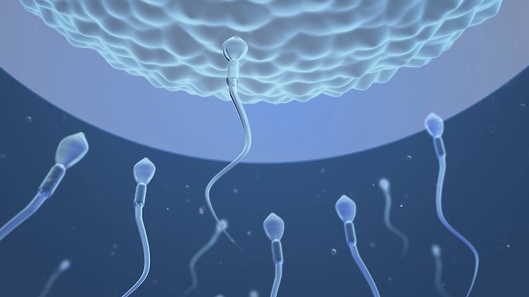 Grafische Darstellung der Befruchtung einer Eizelle.