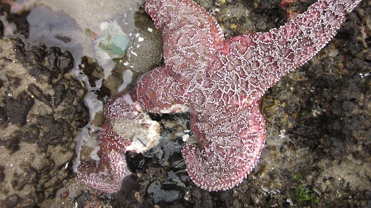 Besonders hart traf es die Art "Pisaster ochraceus" - hier ein von der Seuche befallenes Tier.