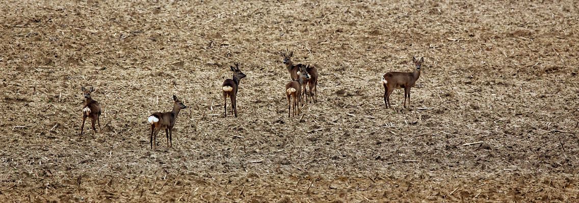 Jäger sollen unliebsame Gäste in Mecklenburg-Vorpommern vertreiben.