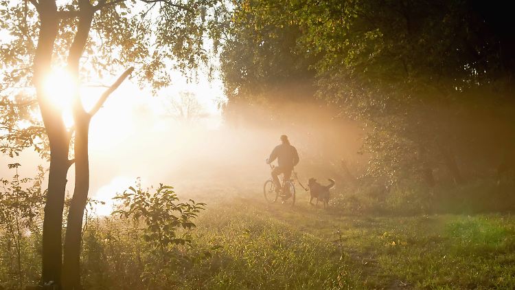 Der Fahrer sollte sich an die Geschwindigkeit des Hundes anpassen.