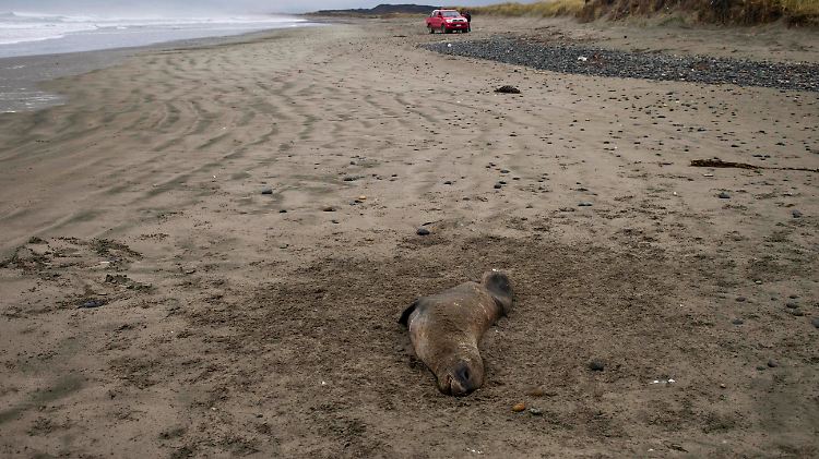Nicht nur Fische, sondern auch Seehunde fallen Algen und der Ölkatastrophe vor Chile zum Opfer.