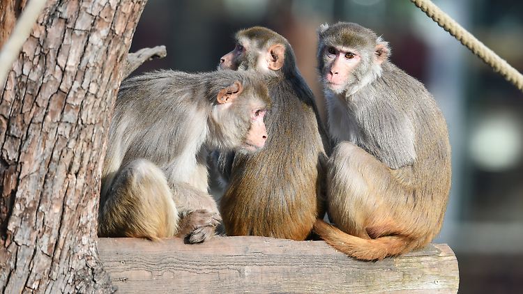 Rhesusaffen (Macaca mulatta) in einem Zoo.