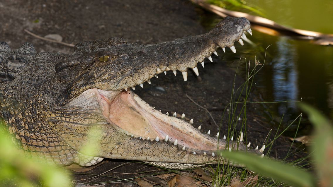Diese Zähne sind ein Zeichen für Gefahr: Auf Platz 9 der gefährlichsten Tiere daher das Krokodil. Angriffe durch ...