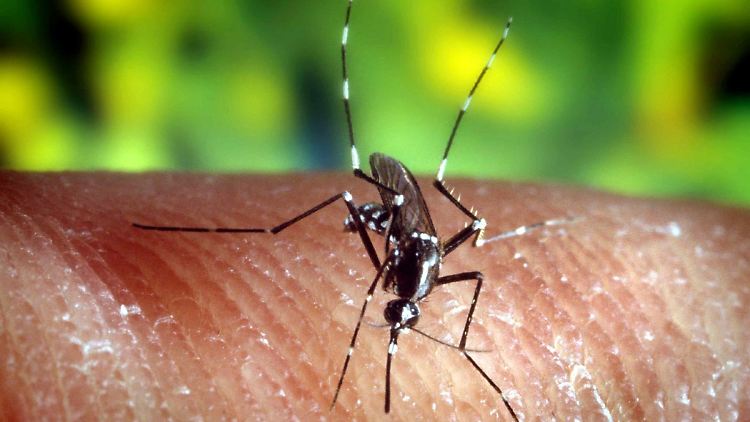 Die Asiatische Tigermücke wird für die Verbreitung des Zika-Virus verantwortlich gemacht.