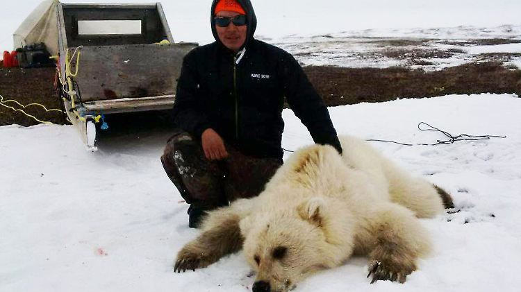 Die Inuit jagen Bären, um sich mit Fell und Fleisch zu versorgen. Hier Didji Ishalook mit seiner Beute.