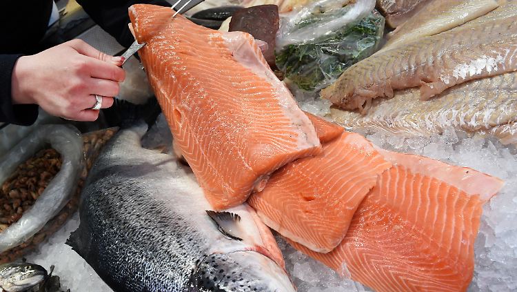 Der Lachs steht auf der Liste der gefährdeten Fischarten.