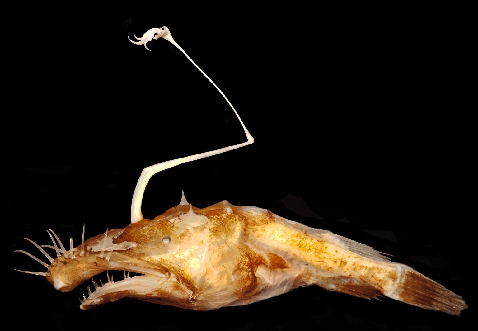 Seit 2008 veröffentlicht das Institut für Artenforschung der State University of New York jährlich seine Liste der skurrilsten neu entdeckten Arten. Dieser Tiefsee-Anglerfisch mit den wirren Barthaaren (Lasiognathus dinema) gehört in diesem Jahr nicht dazu. Er wurde bereits 2016 gekürt. Im Folgenden nun die Arten, die es 2018 in die "Top Ten" dieser Liste geschafft haben.