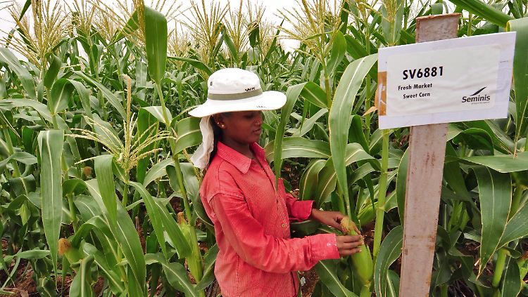 Monsanto ist der weltweit größte Anbieter von Saatgut.