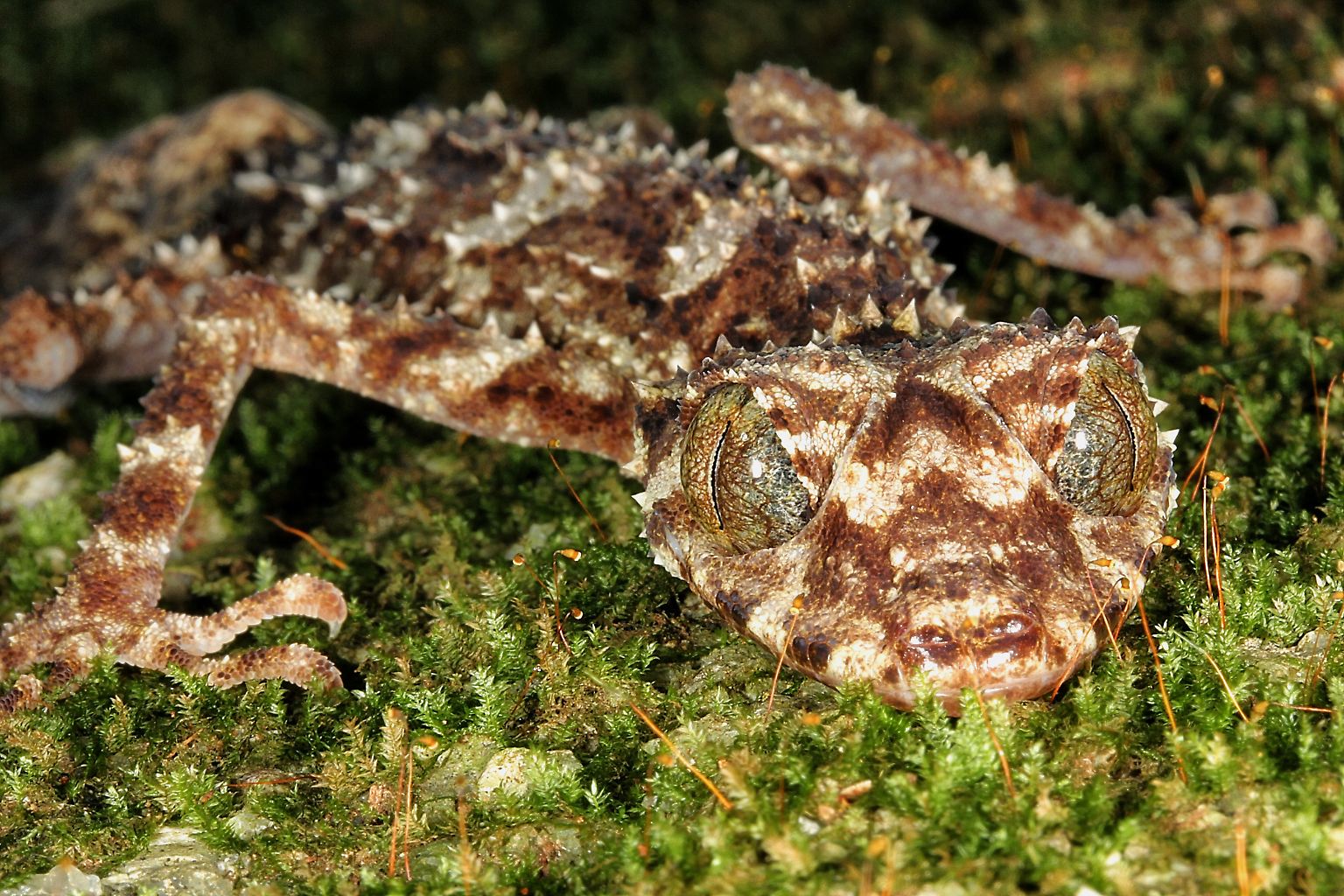 Seit 2008 veröffentlicht das Institut für Artenforschung der State University of New York Jahr für Jahr seine Liste der skurrilsten neuen Arten. Dieser in Australien entdeckte Gecko (Saltuarius eximius) wurde bereits 2014 gekürt. Hier nun die Arten, die es 2016 in die "Top Ten" der Liste geschafft haben.