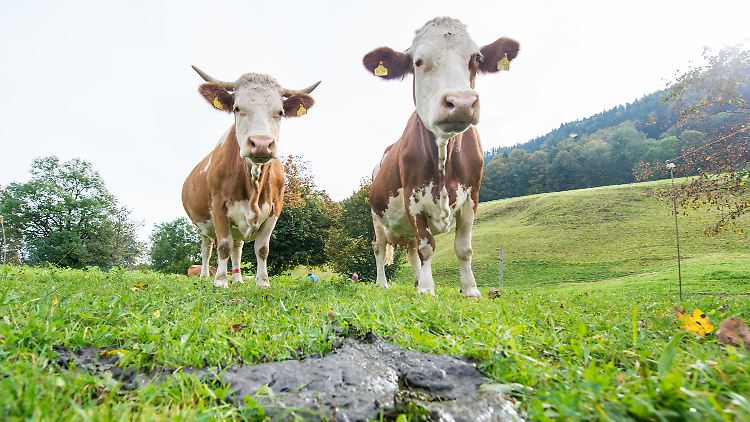 In den Dungfladen antbiotikabehandelter Kühe wurde fast die doppelte Menge Methan freigesetzt. 