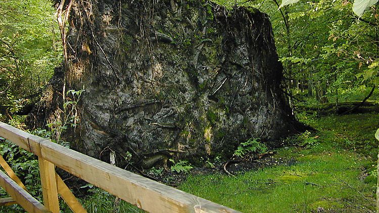 Der Wald von Bialowieza gilt als Europas letzter Urwald.