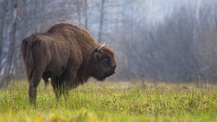 Im Wald von Bialowieza leben auch hunderte Bisons.
