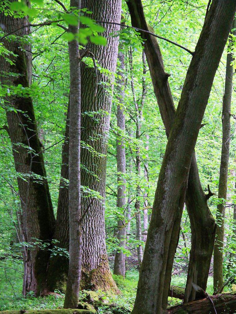 In Bialowieza stehen Europas größte Bäume. Sie werden bis zu 50 Meter hoch.