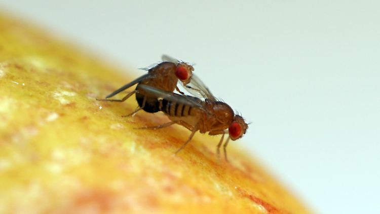 Drosophila bifurca, eine Gattung aus der Familie der Taufliegen, bei der Paarung.