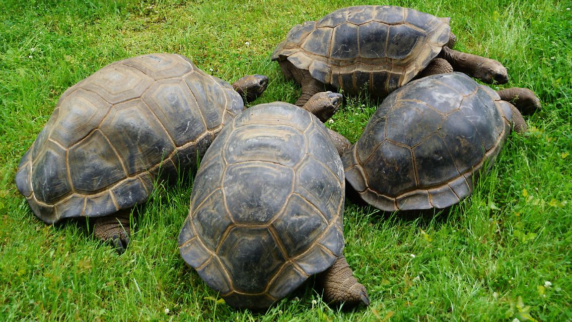 Hugo I, II, III und IV im Wettstreit - welche Schildkröte ist wohl welche?