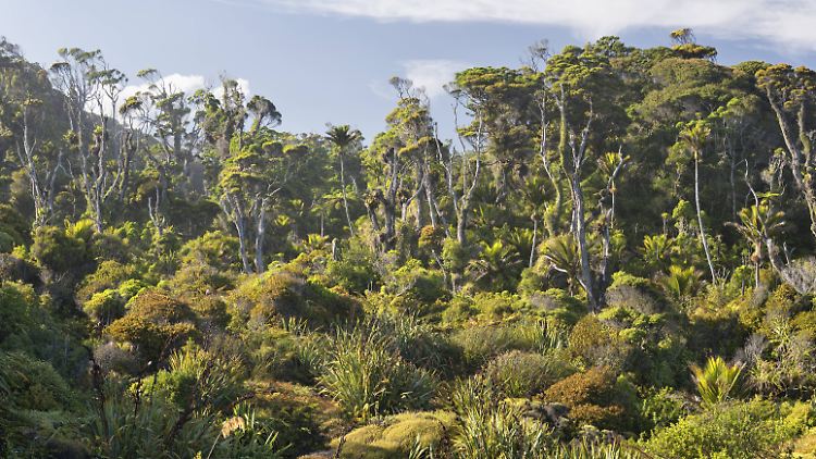 Auf den beiden neuseeländischen Hauptinseln wachsen ganze Wälder der charakteristischen Manuka-Bäume. Dieser hier ist am Zufluss des Whanganui auf der Nordinsel zu finden.