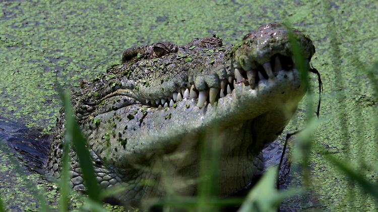Die Behörden machen solch ein Salzwasserkrokodil für die Attacke verantwortlich.