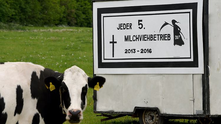 Auf einer Weide in der Nähe von Sehlendorf (Schleswig-Holstein)