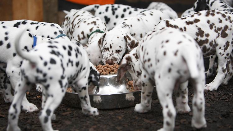 Die Grundregel lautet: Rücksicht nehmen. Hundebesitzer etwa sollten darauf achten, dass der Vierbeiner nicht Nachbarn anspringt oder anbellt.