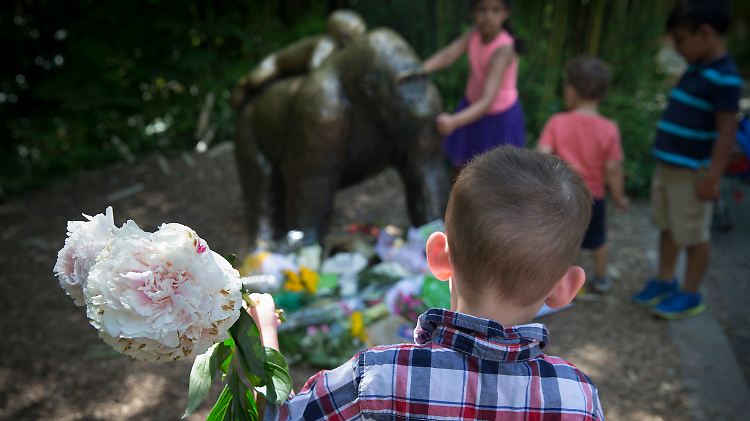 In Cincinnati trauert das Zoo-Publikum um Gorilla Harambe.