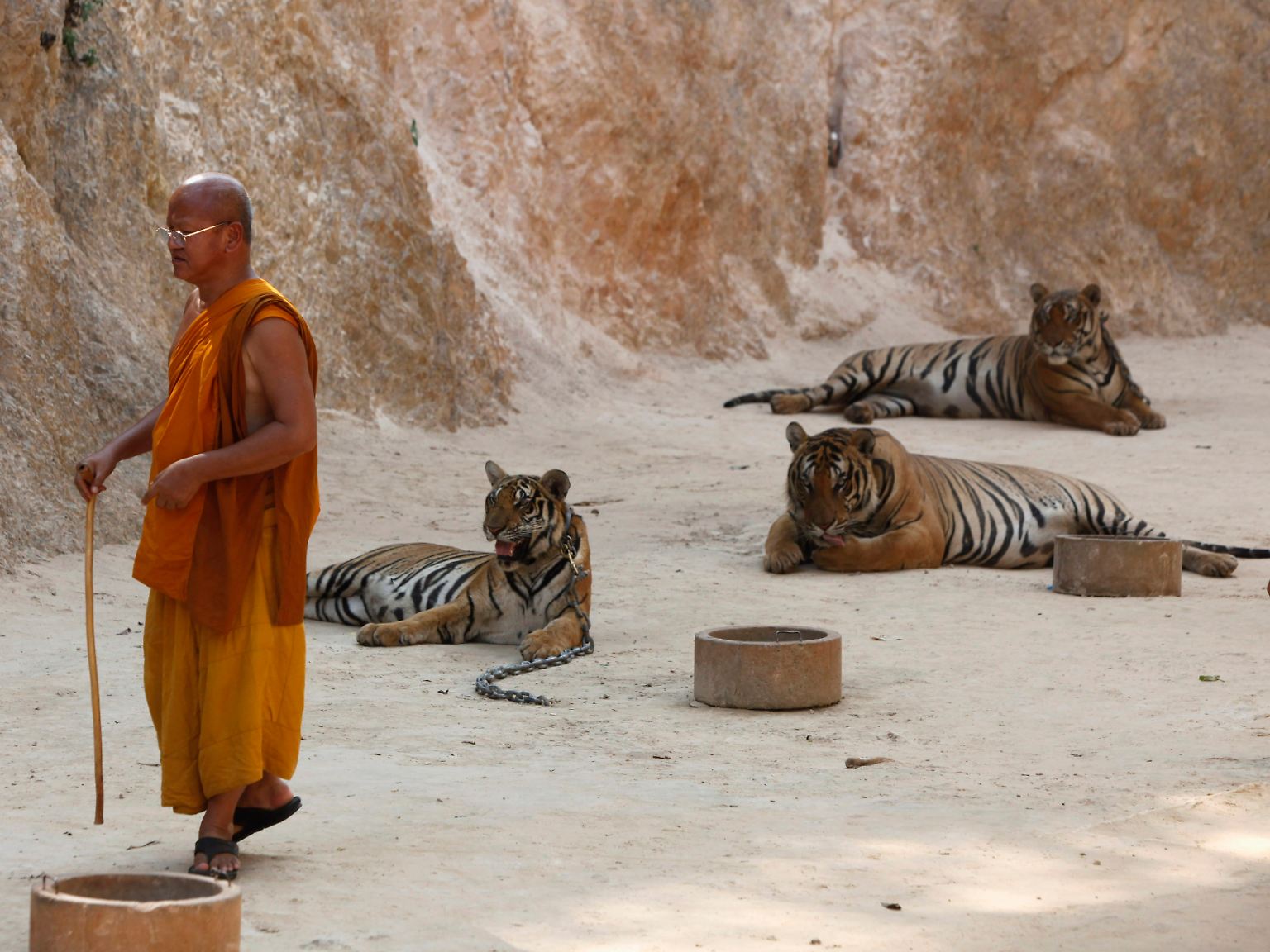 Jahrelang galt der thailändische Tiger-Tempel Luangta Maha Bua als Touristenattraktion.