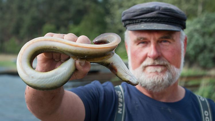 Jürgen Krieger mit einem Aal: Ende des Jahres wird er als letzter Fischer im Altdorf Dranske in Rente gehen.
